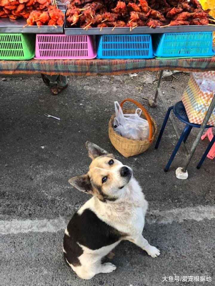 菜市场的流浪狗，赖上卖炸鸡的阿姨，只因她喂了自己一块肉