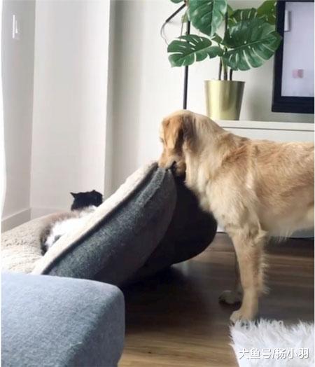 金毛家庭地位由老大变老二，为守住自己的窝，敢跟猫老大“叫板”