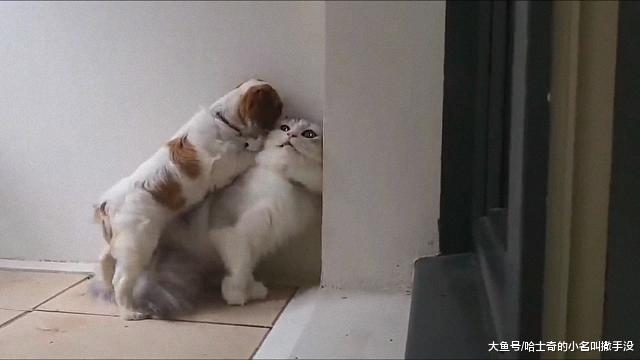 这么大一只猫，被一只小奶狗给堵到墙角了，这样子有点给猫丢脸啊