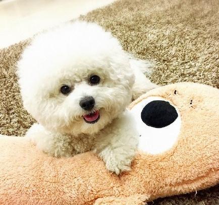 如果你正在考虑养一只“比熊犬”, 这5点你要知道!