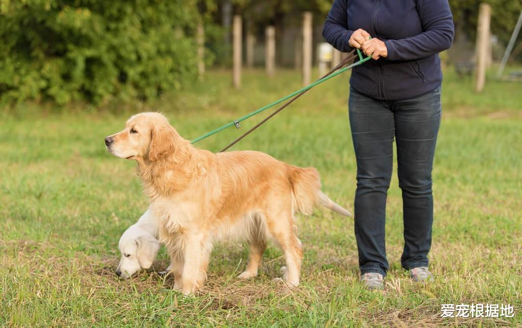 得了细小的狗狗，安乐死后竟奇迹般生还，伸出爪子那一幕让人心痛