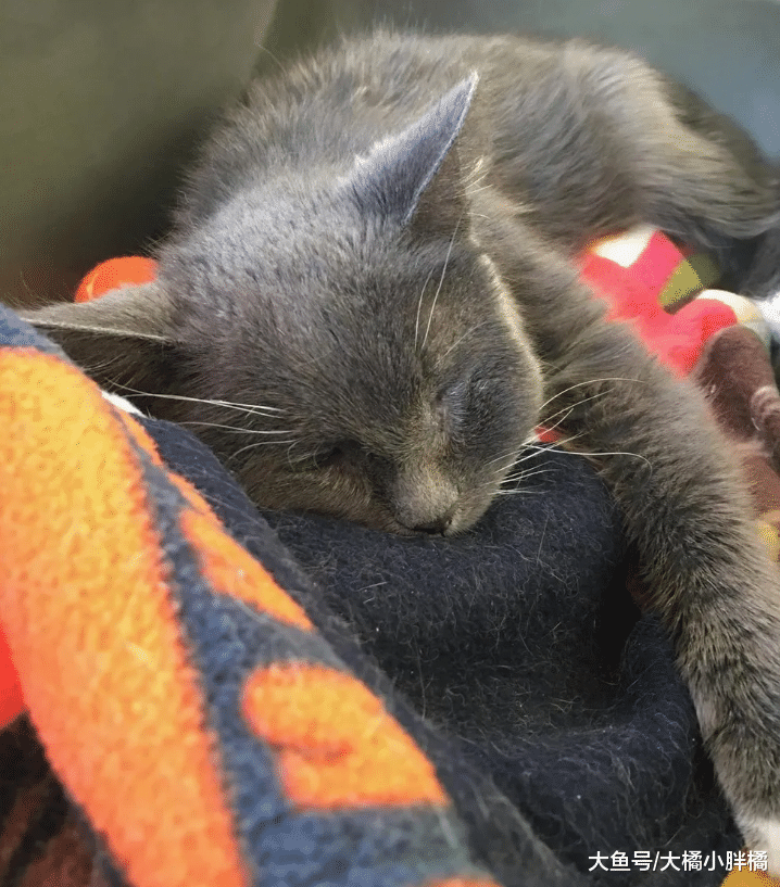 23岁老猫被抛弃，通过努力又被收养，主人抛弃它的理由太不负责了