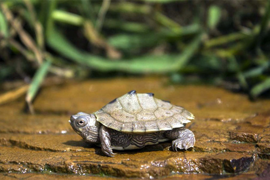 秋分时节，乌龟也需要“贴秋膘”