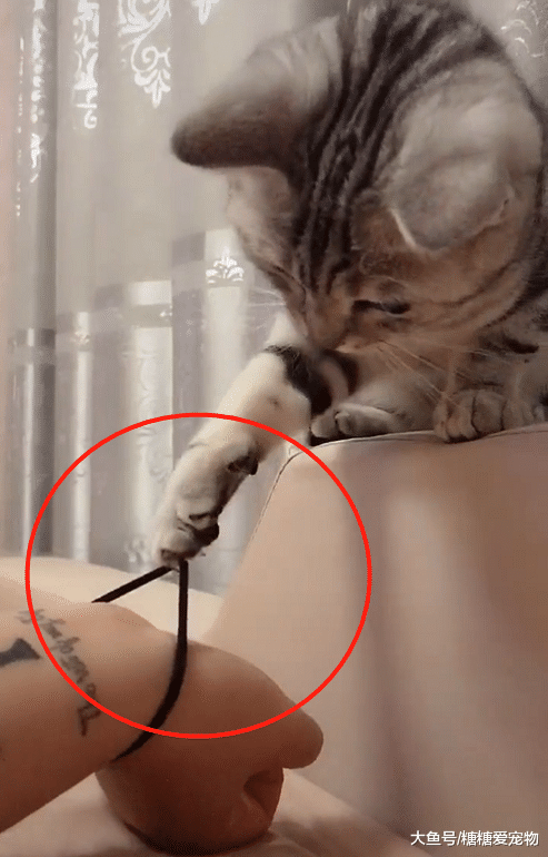猫咪玩主人的皮筋，主人喊了一声“疼”，下一秒猫咪的反应笑哭