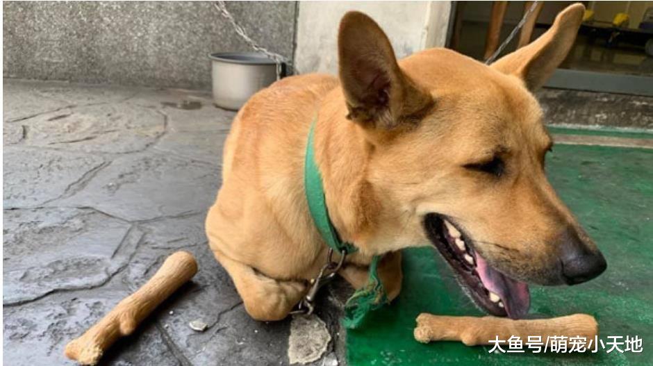 猫魂队犬趴地灿笑手手断两截， 网友第一眼看呆：那两根太像了