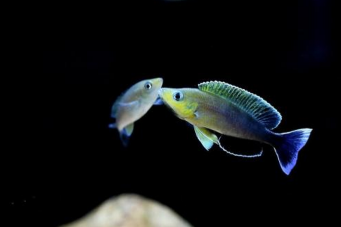 观赏鱼也过母亲节？一起来看看观赏鱼世界里母爱光环强大的品种