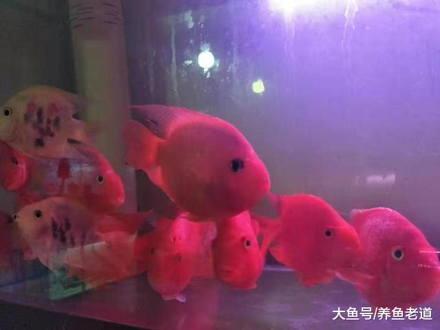 一米五的魚缸，養什么觀賞魚容易打理欣賞效果還好呢？