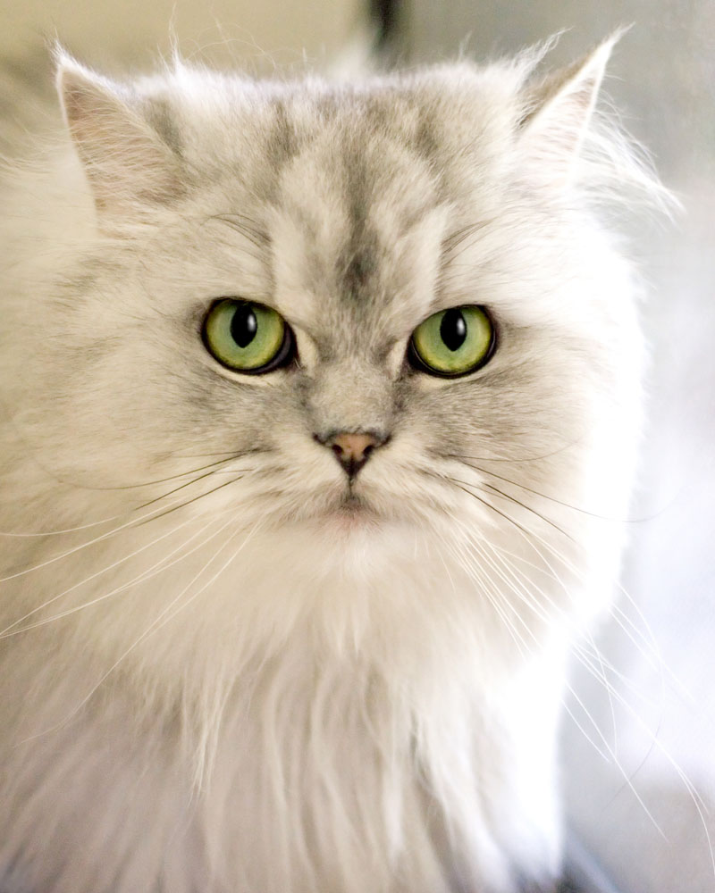 如果主子有口臭，铲屎官一定要注意，猫也是需要口腔护理的