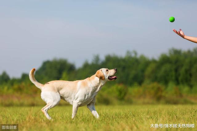 养了拉布拉多，你会羡慕不已，有这5种甜蜜的”烦恼“