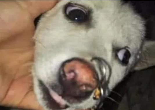 家门口传来奇怪的声音，出去一看不淡定了，流浪狗：请救救我！