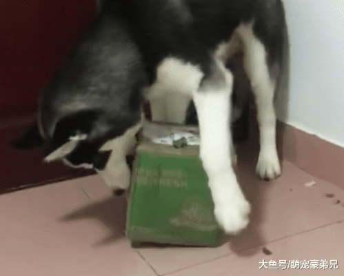 网友让哈士奇拿快递，到家后却迟迟不见狗影，看到快递时崩溃了！