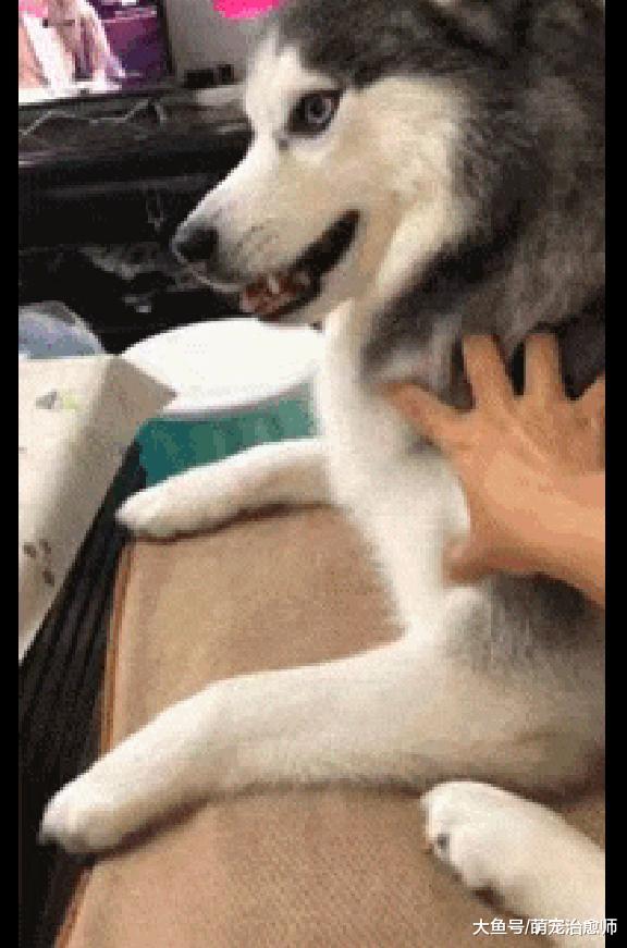 主人只要停止撸哈士奇，它就咬住手示意继续摸，撸狗撸到崩溃啊！