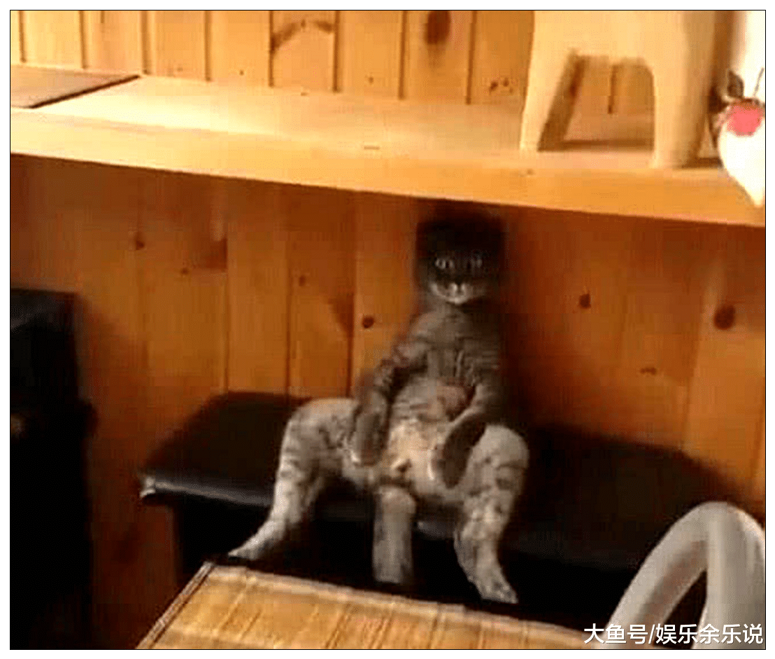 女子骗猫咪绝育，半夜起床发现它坐在沙发，走近一看，顿时笑喷了