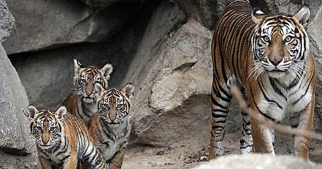 『老虎』人常说虎生三子，必有一彪，“彪”究竟在老虎中有多狠毒？