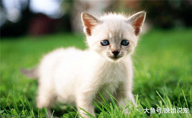 猫咪老了后, 它会有5种表现, 宠主要注意观察, 别忽视了