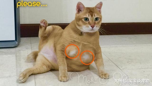 一只油腻的“中年橘”，这画风太辣眼，主人表示实在看不下去了！