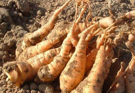 星座有妖气 它被称为“男性之友”，白开水里丢2粒，补肾助阳，让肾重回“小年轻”！