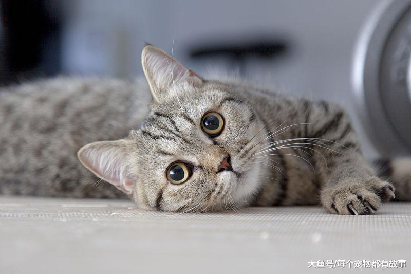 是南方适合养猫，还是北方适合养猫？北方的猫怕冷吗