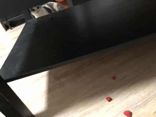 狮子跳上游览车卖萌求抱抱，谁还不是个宝宝呢？