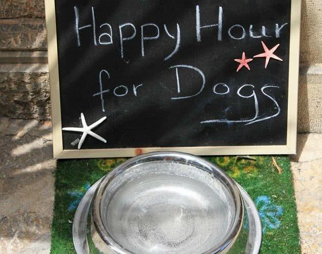 养狗狗有什么需要知道的？——营养饲喂篇