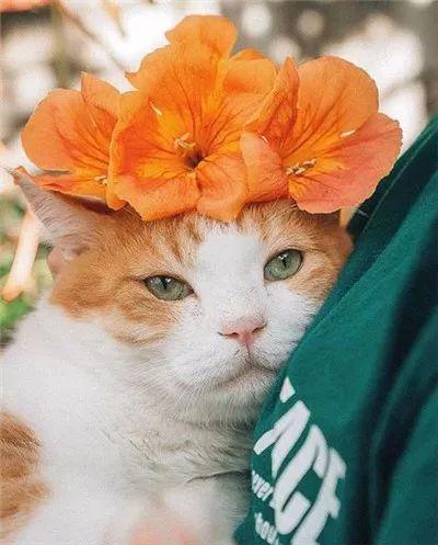 被奶奶带大的橘猫, 就是和别人家的不一样哈