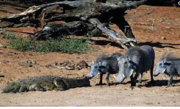 疣猪太嚣张竟敢拦鳄鱼的路, 鳄鱼一张嘴吓得它撒腿就跑!