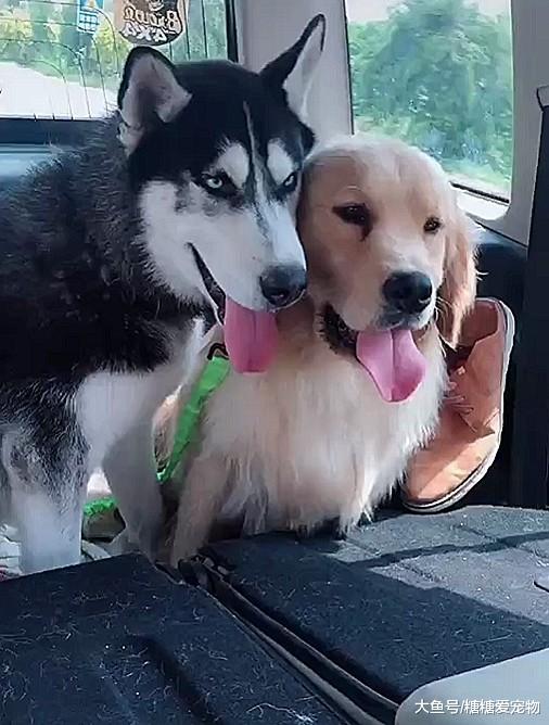 能搞怪就绝不闲着，二哈总变着法子找事，金毛：诶，我都习惯了！