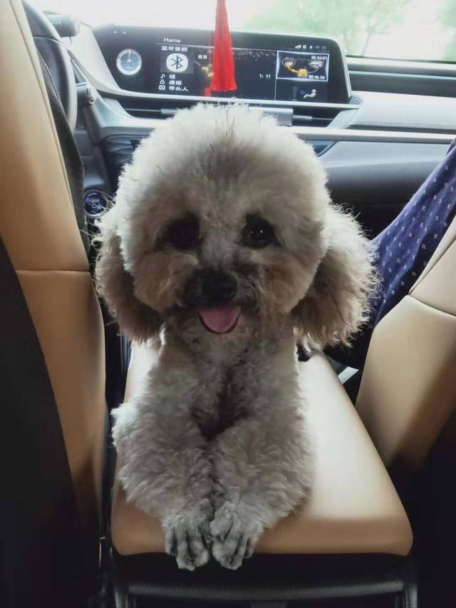 青岛市李沧区东李新苑寻找灰色公泰迪