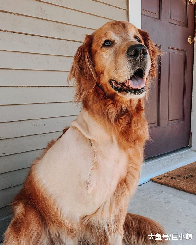 金毛不幸患上骨癌被截肢，好兄弟陪它走过苦难时光，相伴于抗癌路