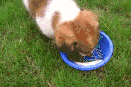 猫：我吃饭的时候，狗不要插嘴！为什么狗这么喜欢抢猫粮吃？