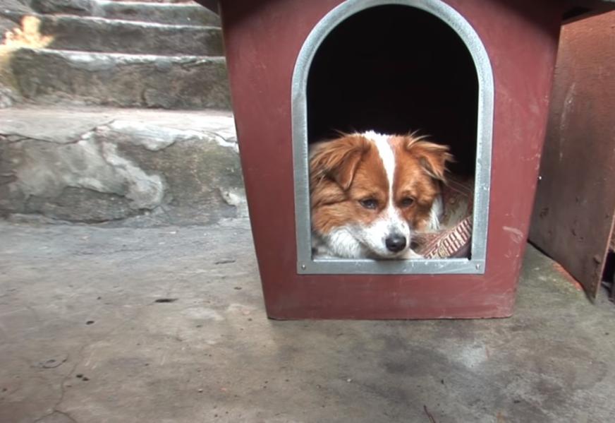 狗狗宁愿上山吃垃圾，也不愿跟铲屎官回家，知道真相后感动了