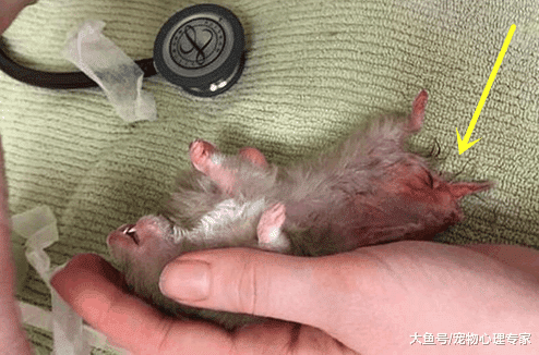 仓鼠被烤箱门夹住，主人送去医院救治，医生的话让人沉默了