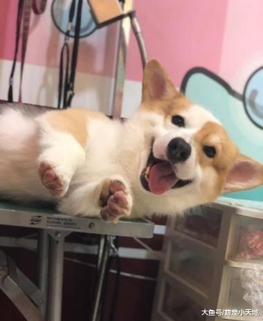 运动回来累成一摊肉！柯基瑜珈姿酣睡，白眼正面照让人笑翻