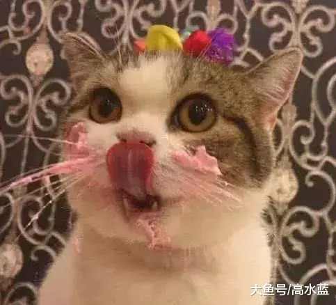 给猫咪买了个蛋糕, 喵星人吃得津津有味, 主人: 免费腮红到手