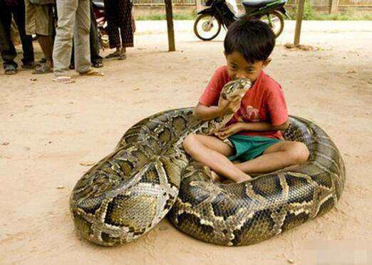 蟒蛇究竟能不能培養出感情? 究竟為什么有很多人喜歡養蛇當寵物? 講幾個有關養蛇的故事