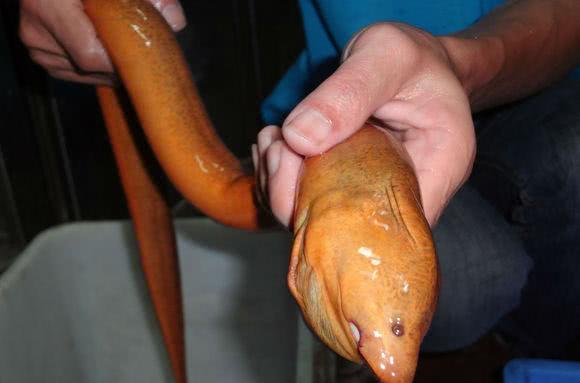 为什么河岸边石头缝里钓到的黄鳝更肥更大？老头给了我答案