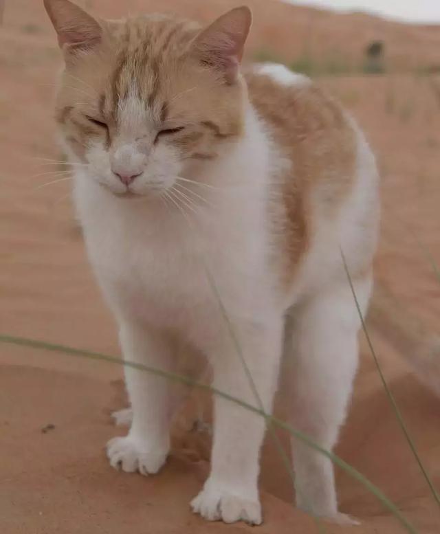你有没有想过，你家猫要是到了沙漠里会怎么样？