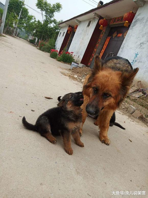 德牧生完小狗之后哪里都去不了，小狗总跟在它后面