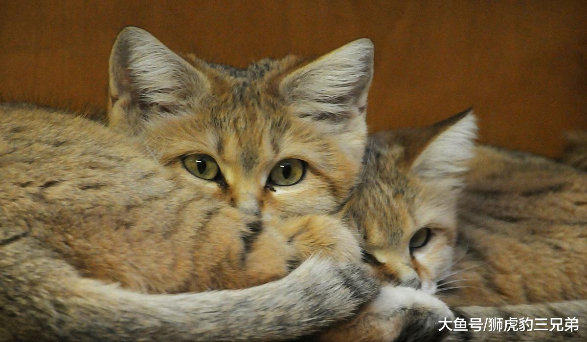 俗称“胖脸猫”的野生猫科动物，明明体型很小，却吃了脸大的亏