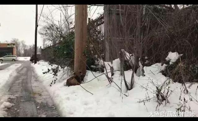 狗被人拴在電線桿上，零下幾十度凍得瑟瑟發抖，有人來它拼命嚎叫