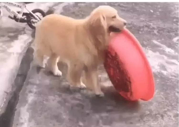 家里停电后, 金毛叼个盆子就出去了, 主人跟着出来后却笑不拢嘴