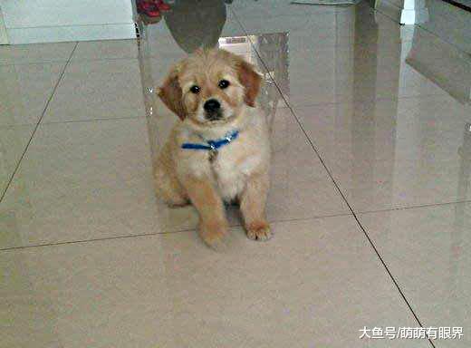 因天生残疾卖相不好被丢掉，三条腿金毛为报救命之恩，每天暖心接送主人