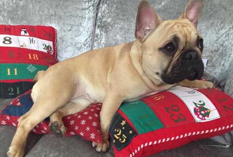 呆萌可爱的斗牛犬，应该怎么养？