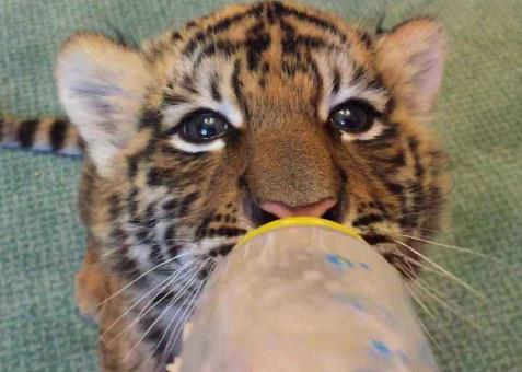 奶爸給小老虎喂奶，小老虎的表情亮了，網友：掌中萌虎