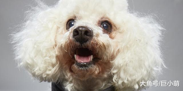 当狗狗步入老年阶段，主人要避开这4个护理误区，才能让它活更久