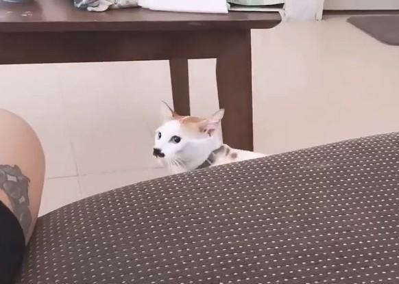 猫咪睡觉被主人戳肚子，想翻身逃走却坠落，网友：猫奴准备挨揍