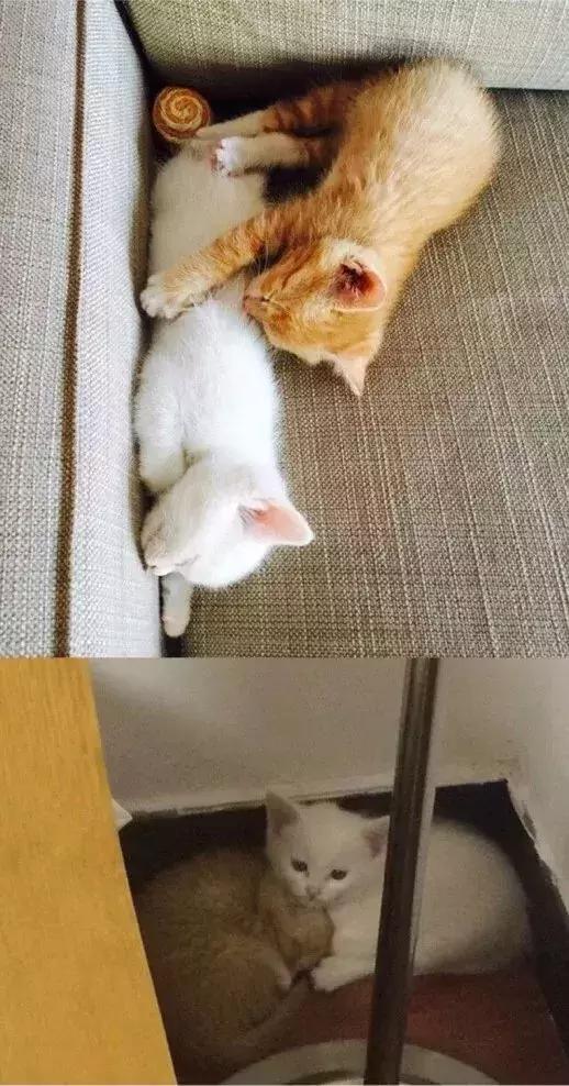 流浪猫为了不再被抛弃，努力表现讨好主人，看完泪目