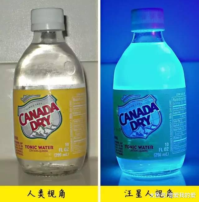 汪星人能看见“鬼”？是真的！科学家这么解释