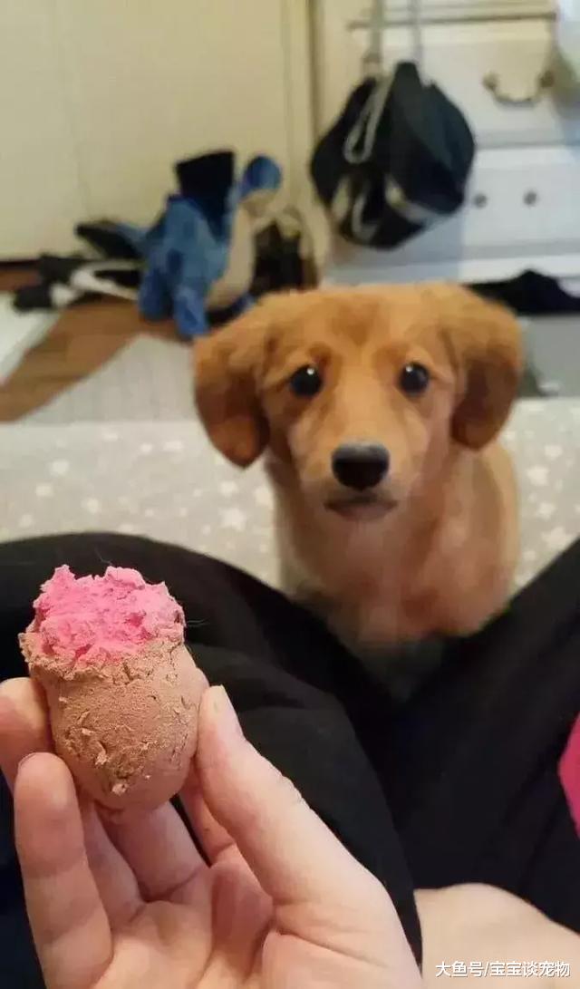 化了妆的猫，就像化了妆的女人一样不可信！