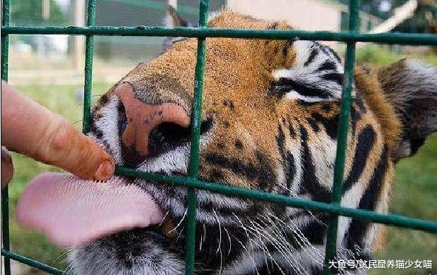 有趣的猫舌头，要是被老虎舔一下，会掉一层皮吗